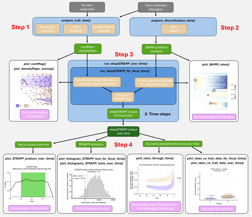 Simplified deepSTRAPP workflow